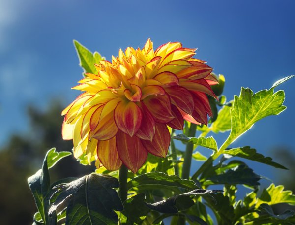 георгины цветы