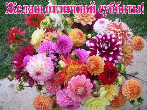 астра хризантема георгин