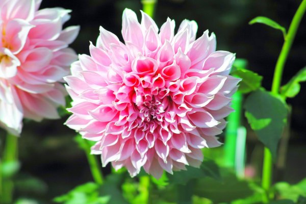 георгины dahlia