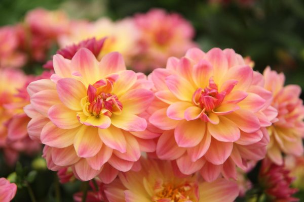 георгин princesse elisabeth