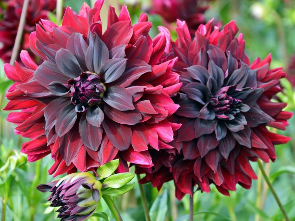 георгин рип сити