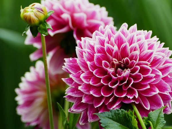 георгина бочерелл