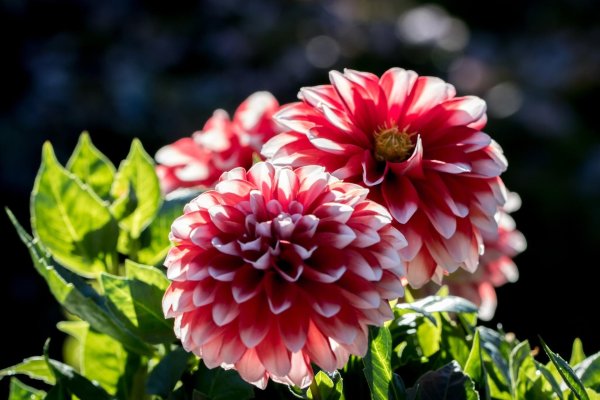 георгин dahlia tirza