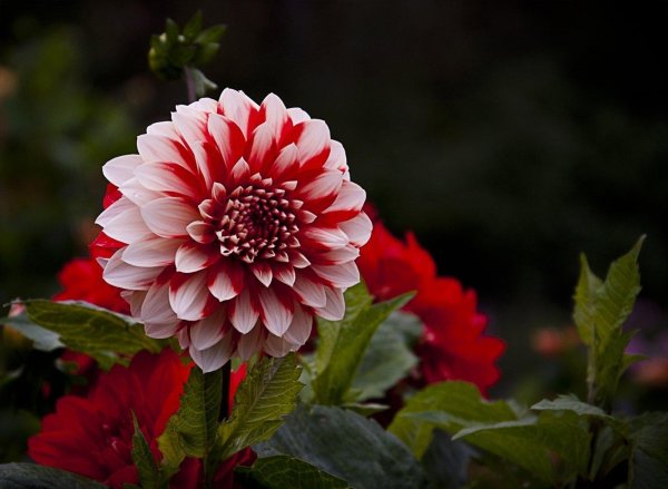 георгин ребекказ уорлд