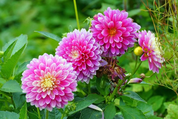 георгин берлинер клине