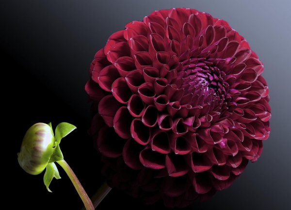 циния бордо