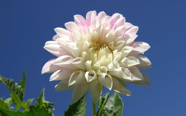 белые георгины