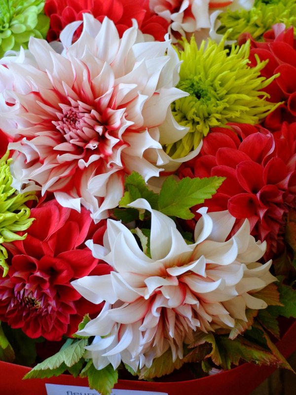 астра хризантема георгин