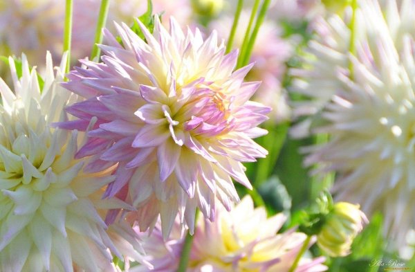 георгин tyrell