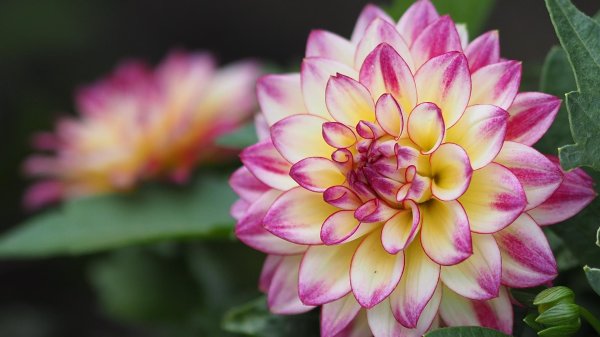 георгин тропикал бриз