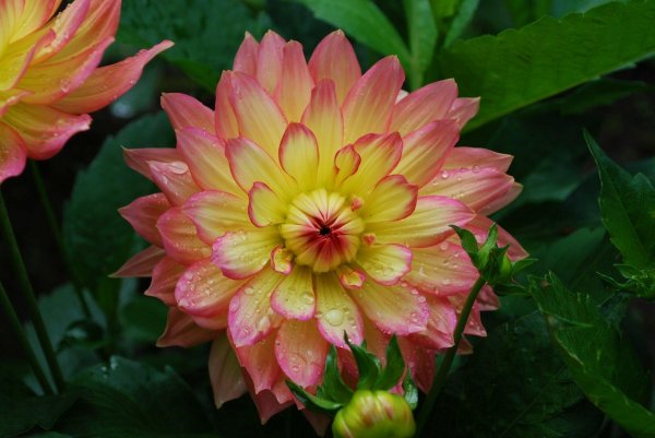 йеллоу хаммер георгины