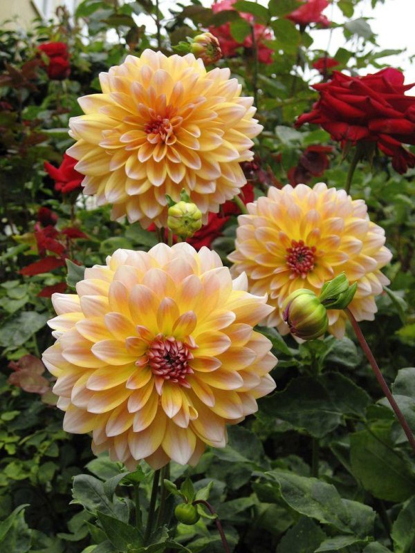 георгины галери