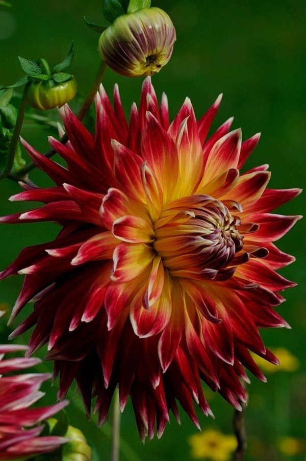 георгин акита