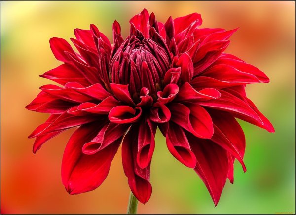 георгины далия