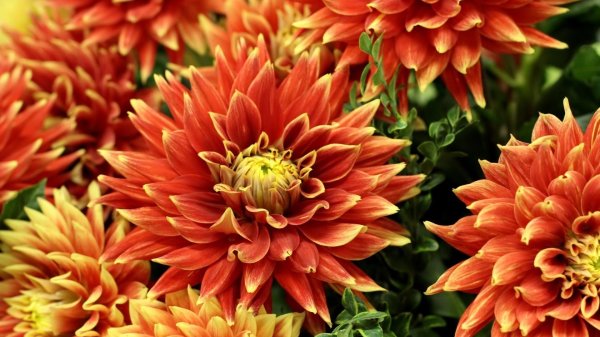 георгин файер ап