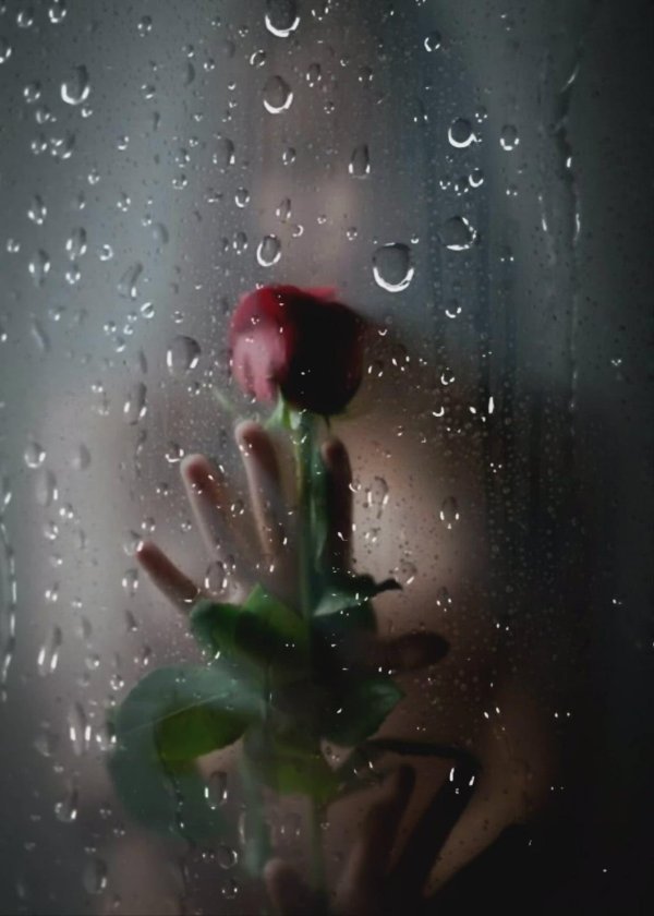 цветок за стеклом