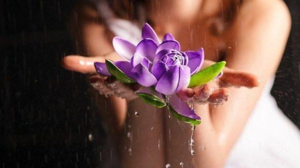 цветки лотоса