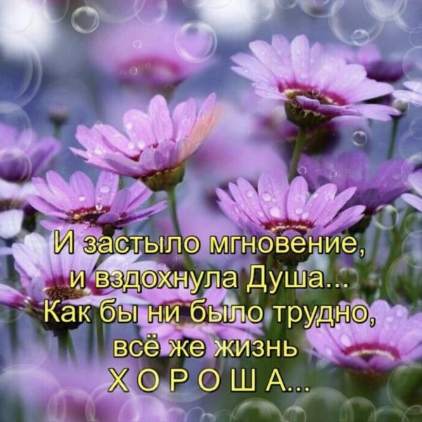 красивые цветочки