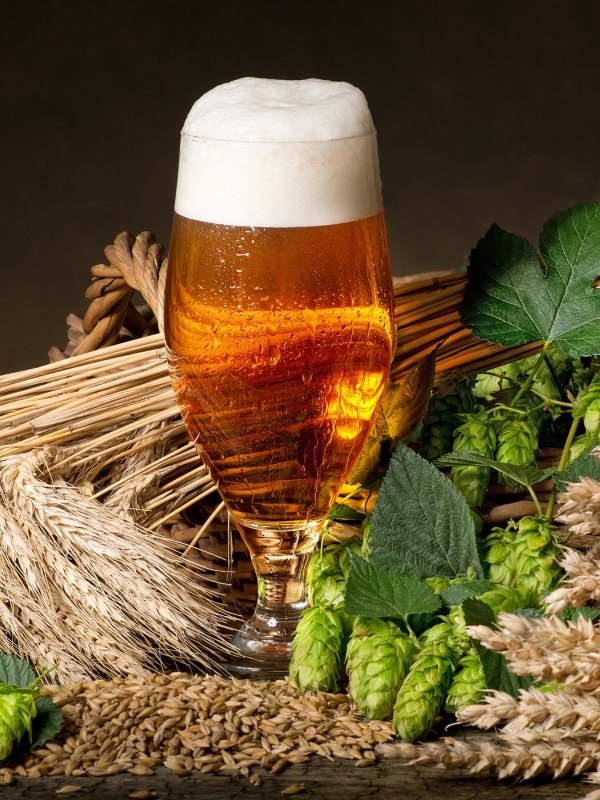 напиток из хмеля