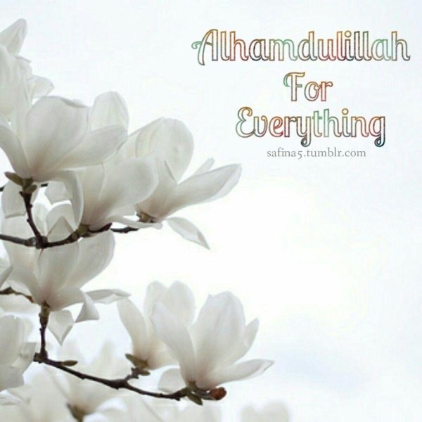 магнолия вайт