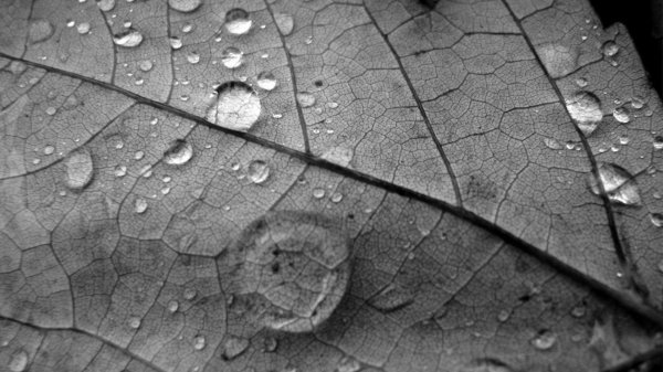 капля на листке дерева чб