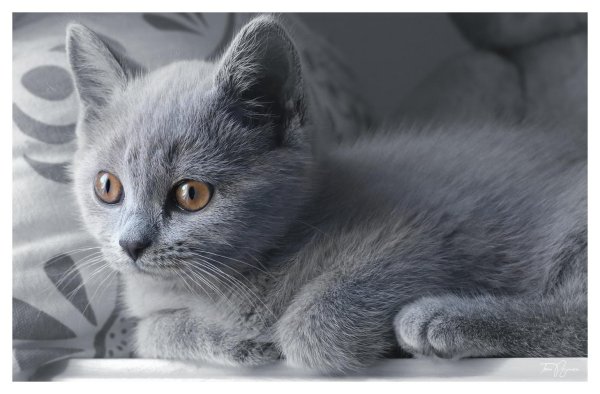 котенок британский