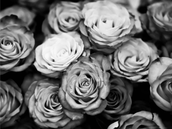 black and white rose