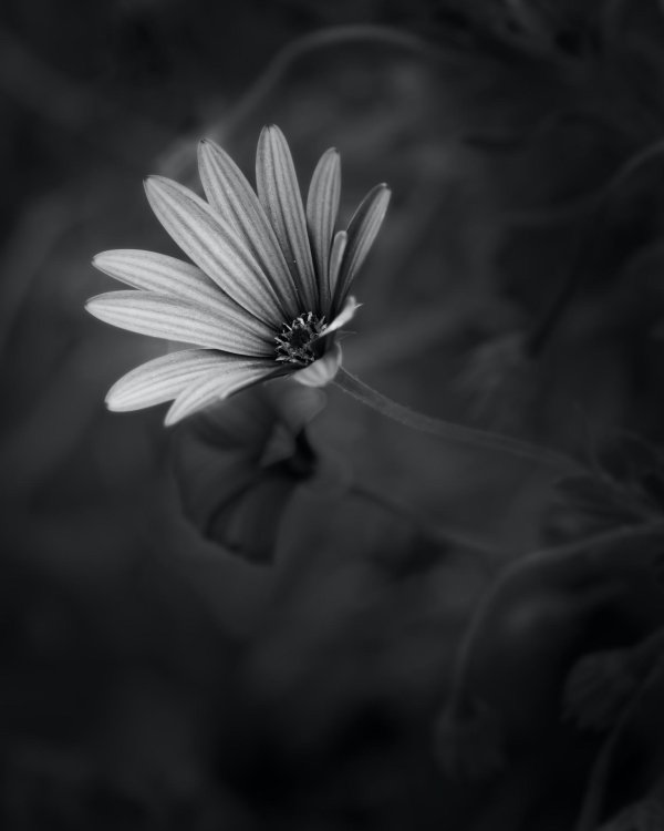 black and white flower