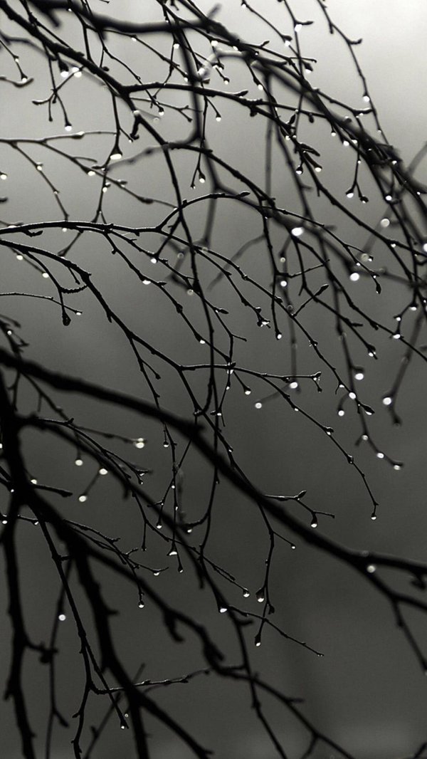 осень дождливая