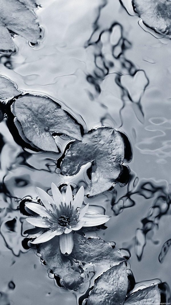 кувшинка водяная лилия