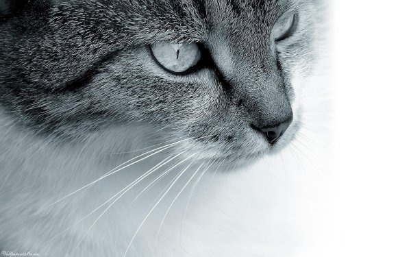 серая кошка