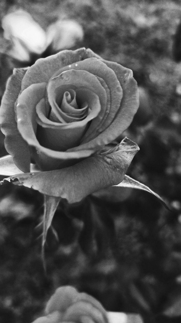 black and white rose