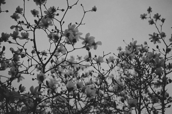 цветение магнолии