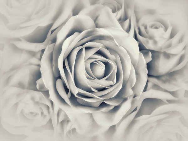 бутон белой розы