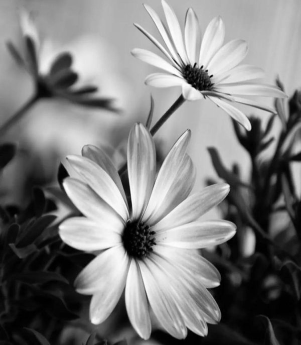 black and white flower