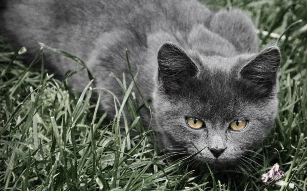 порода кошек шартрез