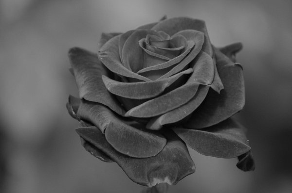 черные цветы