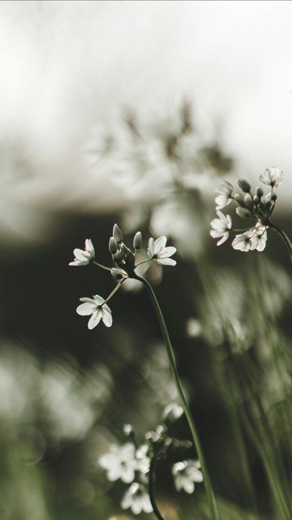 растение гипсофила