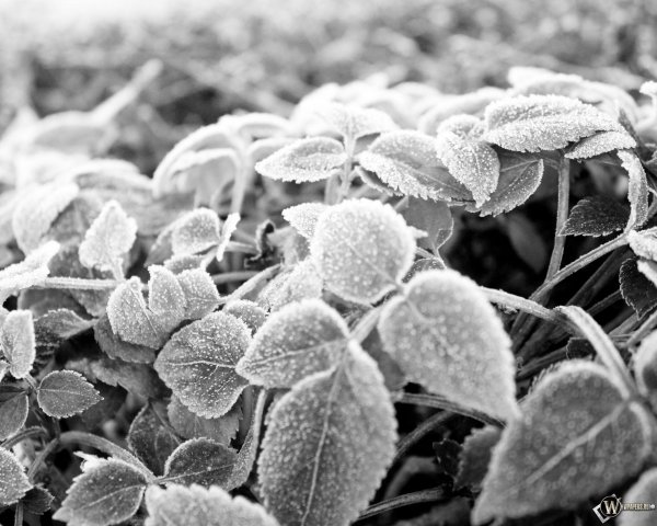 первые заморозки