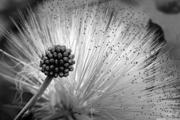 одуванчик макросъемка