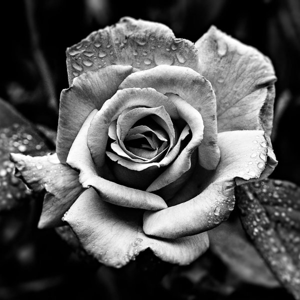 black and white rose