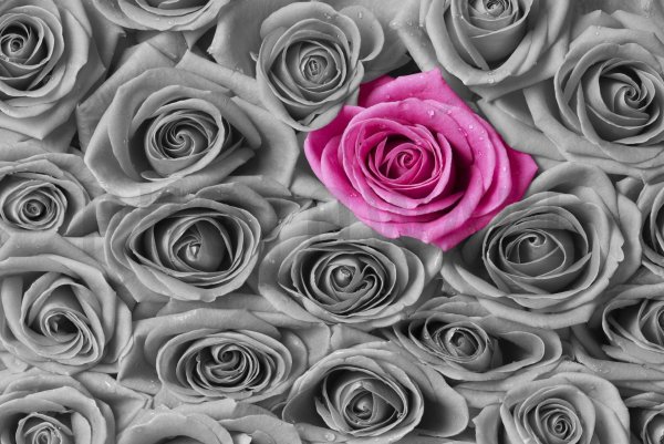 роза сильвер грей