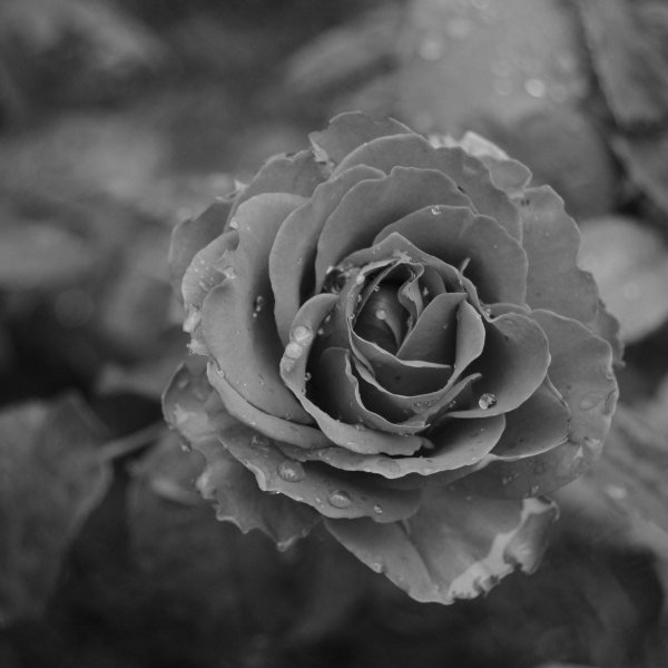 цветы серого цвета