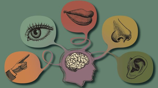 органы восприятия