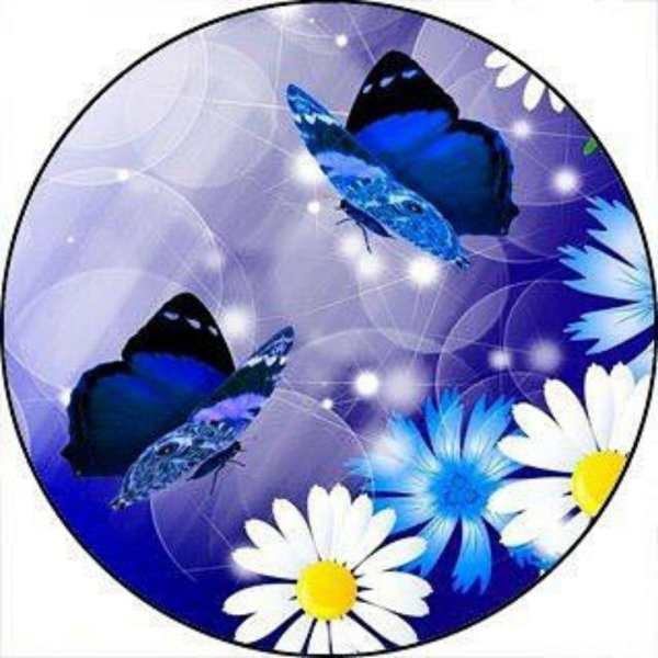 синий бабочка