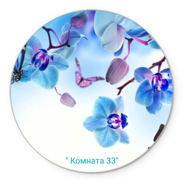 орхидеи голубые