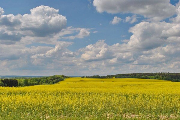 поле рапса