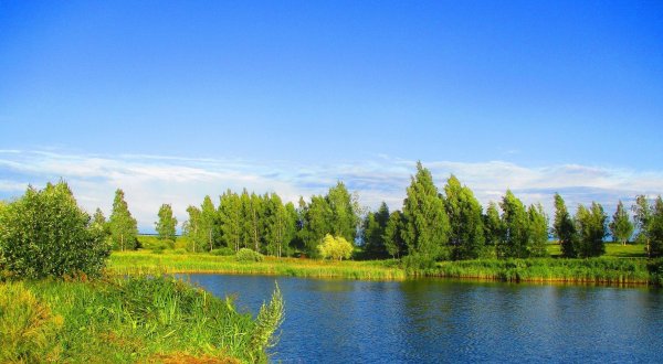 белорусская синеокая