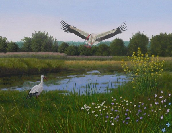 зямля пад белымі крыламі