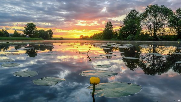 озеро селигер кувшинки